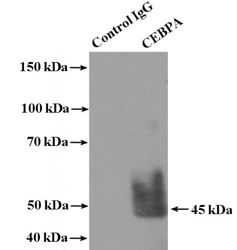 IP Result of anti-CEBPA (IP:Catalog No:109245, 4ug; Detection:Catalog No:109245 1:500) with L02 cells lysate 1800ug.