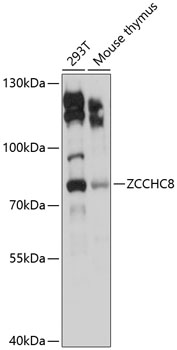 Western blot - ZCCHC8 Polyclonal Antibody 