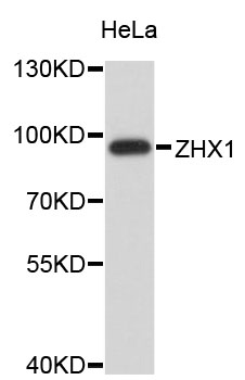 Western blot - ZHX1 Polyclonal Antibody 