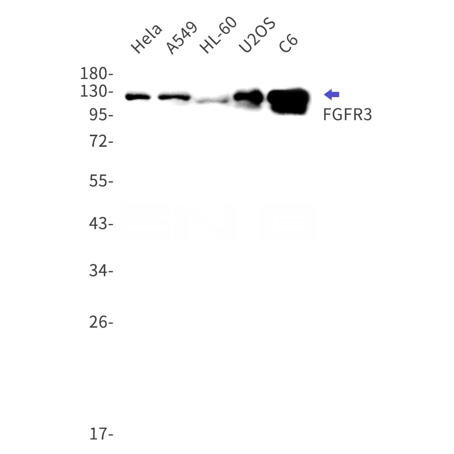 Western blot detection of FGFR3 in Hela,A549,HL-60,U2OS,C6 cell lysates using FGFR3 Rabbit mAb(1:1000 diluted).Predicted band size:88kDa.Observed band size:125kDa.
