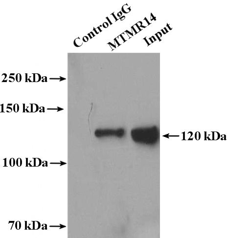 IP Result of anti-MTMR14 (IP:Catalog No:112783, 4ug; Detection:Catalog No:112783 1:500) with HeLa cells lysate 2000ug.