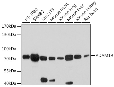 Western blot - ADAM19 Polyclonal Antibody 