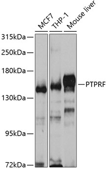 Western blot - PTPRF Polyclonal Antibody 