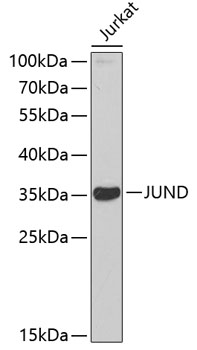 Western blot - JUND Polyclonal Antibody 