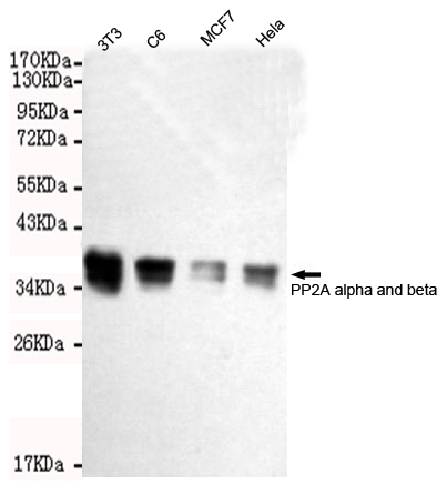 Western blot detection of PP2A alpha and beta in Hela,MCF7,C6 and 3T3 cell lysates using PP2A alpha and beta mouse mAb (1:2000 diluted).Predicted band size:36KDa.Observed band size:36KDa.