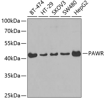 Western blot - PAWR Polyclonal Antibody 