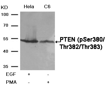 Western blot analysis of extracts from Hela and C6 cells, treated with EGF or PMA, using PTEN (Phospho-Ser380/Thr382/Thr383) Antibody .
