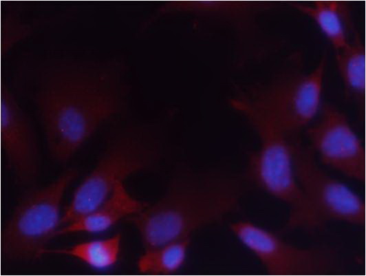 Immunofluorescence staining of methanol-fixed MEF cells using PTEN (Phospho-Ser380/Thr382/Thr383) Antibody .