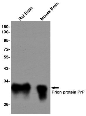Western blot detection of Prion protein PrP in Rat Brain and Mouse Brain lysates using Prion protein PrP rabbit pAb (1:1000 diluted).Predicted band size:28kDa.Observed band size:28kDa.