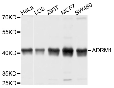Western blot - ADRM1 Polyclonal Antibody 