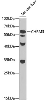 Western blot - CHRM3 Polyclonal Antibody 