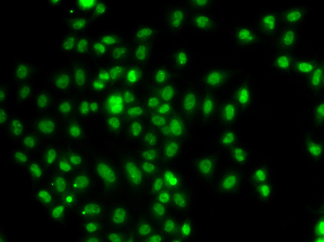 Immunofluorescence - FOXN2 Polyclonal Antibody 