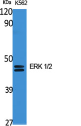 Western Blot analysis of K562 cells using ERK 1/2 Polyclonal Antibody