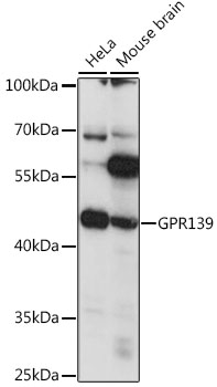 Western blot - GPR139 Polyclonal Antibody 