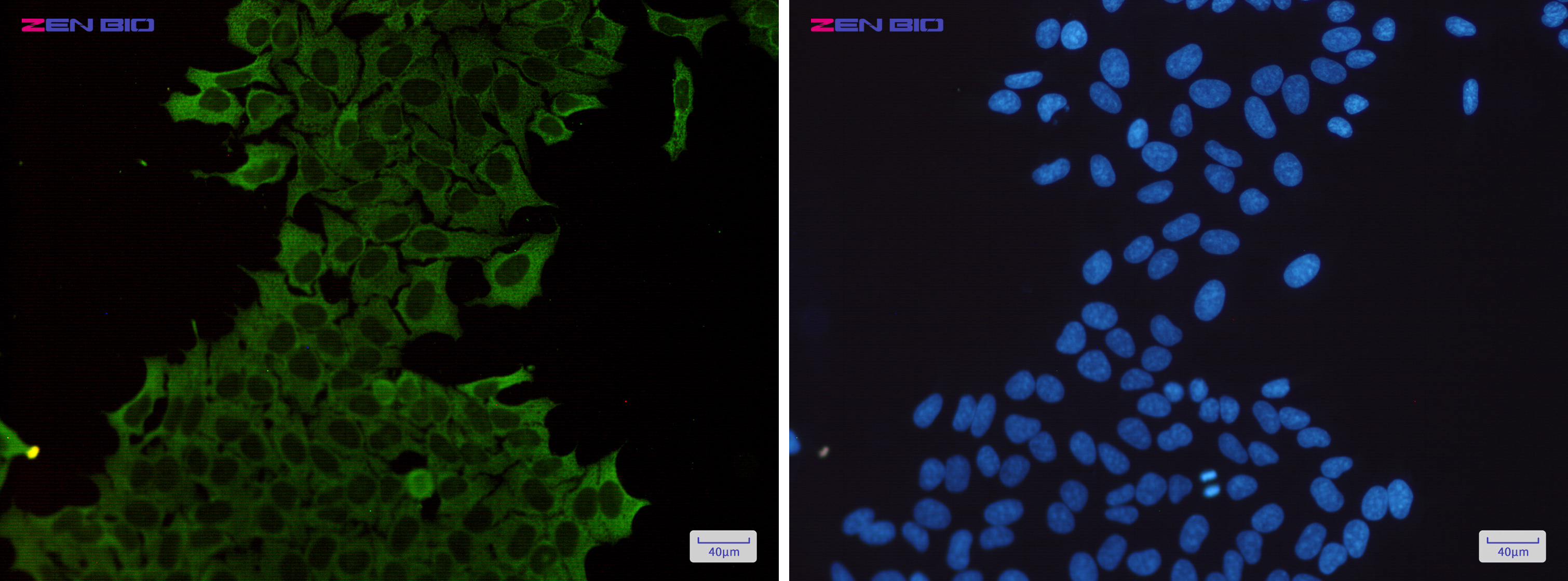 Immunocytochemistry of Hsp70(green) in Hela cells using Hsp70 Rabbit mAb at dilution 1/200, and DAPI(blue)