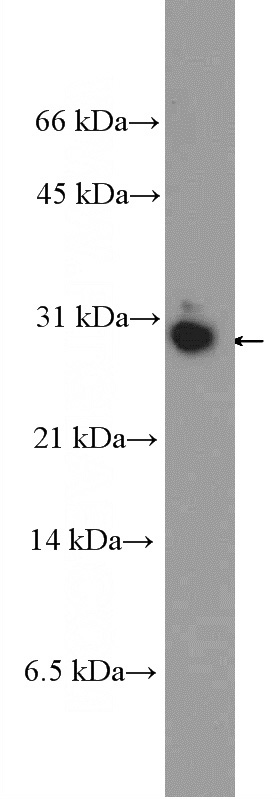 HeLa cells were subjected to SDS PAGE followed by western blot with Catalog No:111481(HMGB3L1 Antibody) at dilution of 1:600