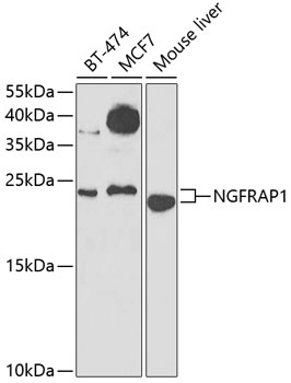 Western blot - NGFRAP1 Polyclonal Antibody 