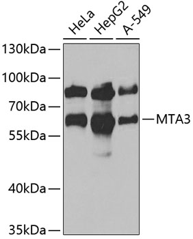 Western blot - MTA3 Polyclonal Antibody 