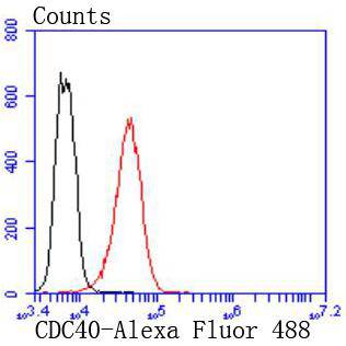 Fig8: Flow cytometric analysis of K562 cells with CDC40 antibody at 1/50 dilution (red) compared with an unlabelled control (cells without incubation with primary antibody; black). Alexa Fluor 488-conjugated goat anti rabbit IgG was used as the secondary