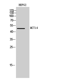 Fig1:; Western Blot analysis of HEPG2 cells using MCT14 Polyclonal Antibody diluted at 1: 1000