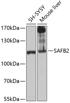 Western blot - SAFB2 Polyclonal Antibody 