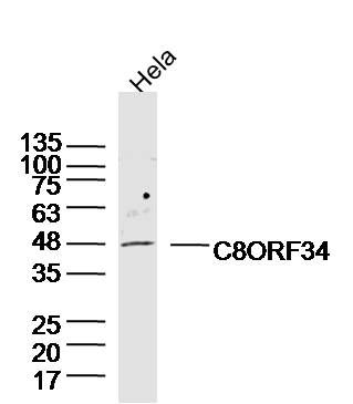 Fig1: Sample: Hela Cell (Human) Lysate at 40 ug; Primary: Anti-C8ORF34 at 1/300 dilution; Secondary: IRDye800CW Goat Anti-Rabbit IgG at 1/20000 dilution; Predicted band size: 50kD; Observed band size: 48kD