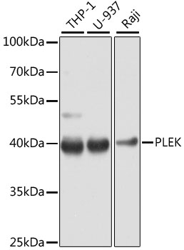 Western blot - PLEK Polyclonal Antibody 