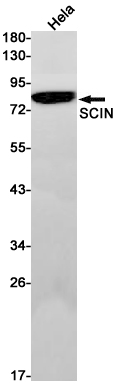 Western blot detection of RRAS in Hela cell lysates using RRAS Rabbit pAb(1:1000 diluted).Predicted band size:24kDa.Observed band size:24kDa.