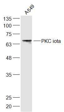 Fig2: Sample:; A549(Human) Cell Lysate at 30 ug; Primary: Anti-PKC iota at 1/300 dilution; Secondary: IRDye800CW Goat Anti-Rabbit IgG at 1/20000 dilution; Predicted band size: 68 kD; Observed band size: 68 kD