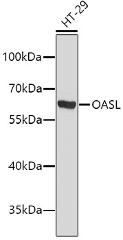 Western blot - OASL Polyclonal Antibody 