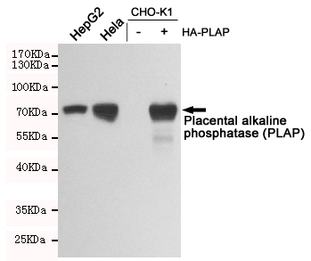 Western blot analysis of extracts from HepG2, Hela, CHO-K1 and CHO-K1 transfected pcDNA3.1-HA-PLAP cell lysates using Placental alkaline phosphatase (PLAP) mouse mAb (1:1000 diluted).Predicted band size:70KDa.Observed band size:70KDa.