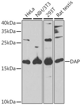 Western blot - DAP Polyclonal Antibody 