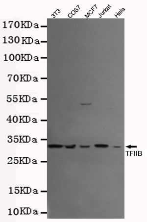 Western blot detection of TFIIB in Jurkat,MCF7,COS7,3T3 and Hela cell lysates using TFIIB mouse mAb (1:500 diluted).Observed band size: 34KDa