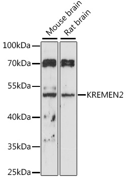 Western blot - KREMEN2 Polyclonal Antibody 