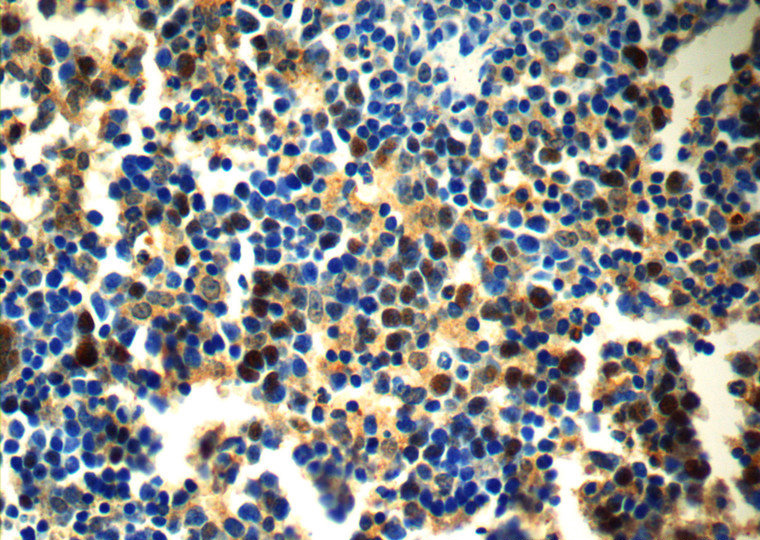 Immunohistochemistry of paraffin-embedded mouse spleen slide using Catalog No:110878(GATA1 Antibody) at dilution of 1:50