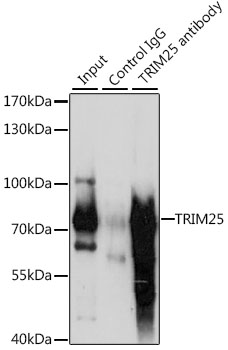 Immunoprecipitation - TRIM25 Polyclonal Antibody 