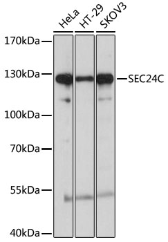 Western blot - SEC24C Polyclonal Antibody 