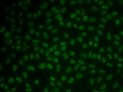 Immunofluorescence - KHDRBS3 Polyclonal Antibody 