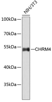 Western blot - CHRM4 Polyclonal Antibody 