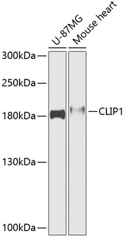 Western blot - CLIP1 Polyclonal Antibody 