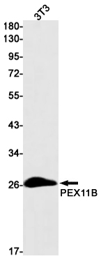 Western blot detection of PEX11B in 3T3 cell lysates using PEX11B Rabbit mAb(1:1000 diluted).Predicted band size:28kDa.Observed band size:28kDa.