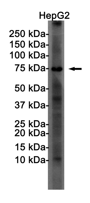 Western blot detection of FOXO1A in HepG2 cell lysates using FOXO1A Rabbit pAb(1:1000 diluted).Predicted band size:70KDa.Observed band size:70KDa.