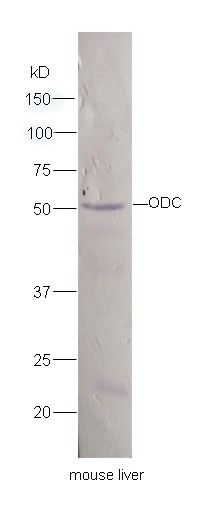 Fig3: Sample:Liver(Mouse) lysate at 30ug;; Primary: Anti-ODC at 1:300 dilution;; Secondary: AP conjugated Goat Anti-Rabbit IgG(bs-0295G-AP) at 1: 5000 dilution;; Predicted band size : 51kD; Observed band size : 51kD