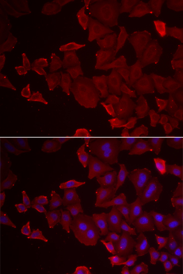 Immunofluorescence - MARCKSL1 Polyclonal Antibody 