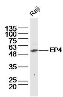 Fig1: Sample:; Raji(Human) Cell Lysate at 30 ug; Primary: Anti-EP4 at 1/300 dilution; Secondary: IRDye800CW Goat Anti-Rabbit IgG at 1/20000 dilution; Predicted band size: 53 kD; Observed band size: 53 kD