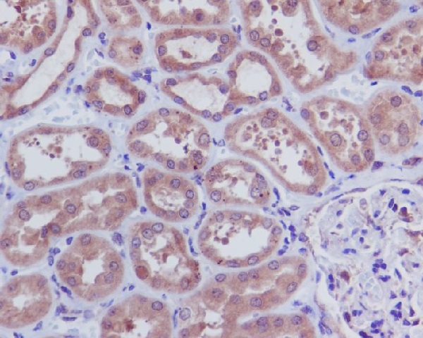 Immunohistochemical analysis of paraffin-embedded human kidney, using Caspase-3 p12 Antibody.
