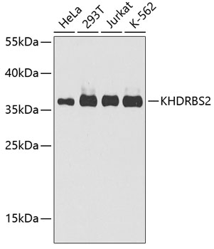 Western blot - KHDRBS2 Polyclonal Antibody 