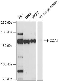 Western blot - NCOA1 Polyclonal Antibody 