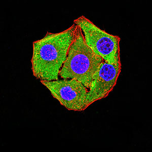 Fig3: Immunocytochemistry staining of P2RY8 in Hela cells (green). Formalin fixed cells were permeabilized with 0.1% Triton X-100 in TBS for 10 minutes at room temperature and blocked with 1% Blocker BSA for 15 minutes at room temperature. Cells were probed with the primary antibody ( 1/100) for 1 hour at room temperature, washed with PBS. Alexa Fluor®488 Goat anti-Mouse IgG was used as the secondary antibody at 1/1,000 dilution. The nuclear counter stain is DAPI (blue), Actin filaments have been labeled with Alexa Fluor- 555 phalloidin (red).