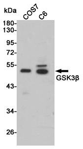 Western blot detection of GSK3u03b2 in COS7 and C6 cell lysates using GSK3u03b2 rabbit pAb (1:2000 diluted).Predicted band size:46kDa.Observed band size:46kDa.